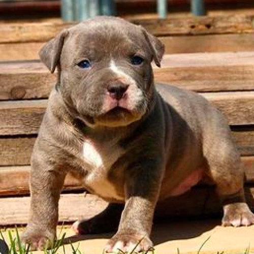 GDS TX BRINDLE FEMALE PUP 8 Weeks